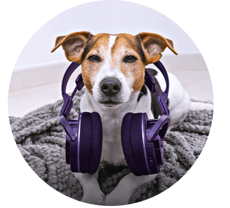 dog with headphones around neck