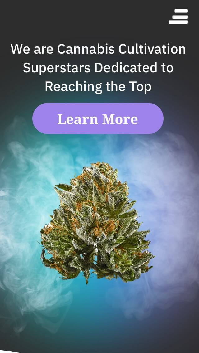CannabCo website responsive homepage image